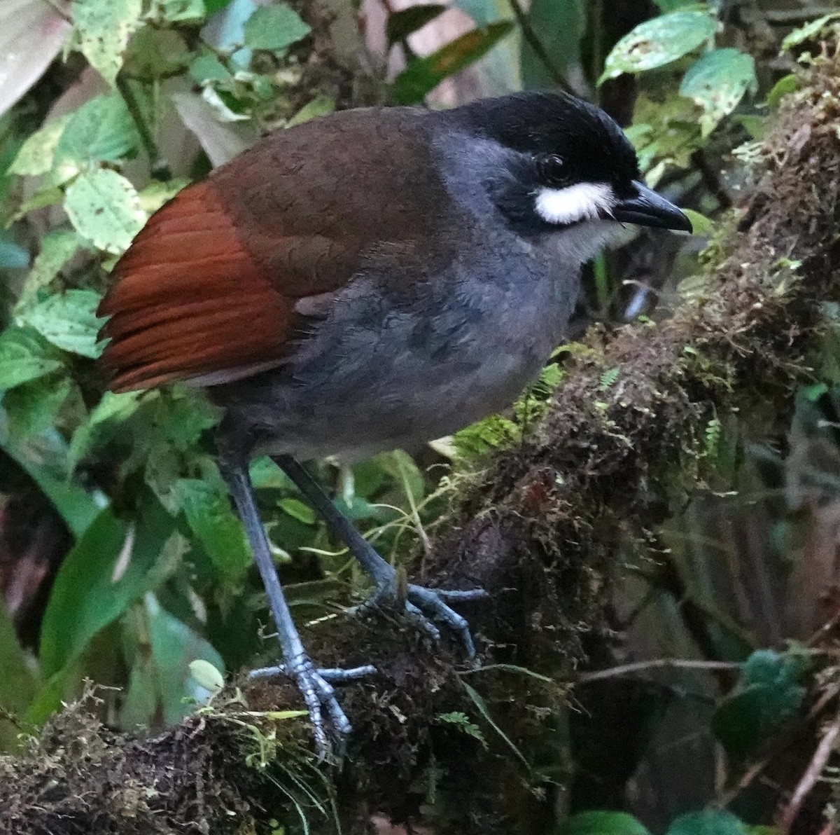 Tororoí Jocotoco - ML647382710