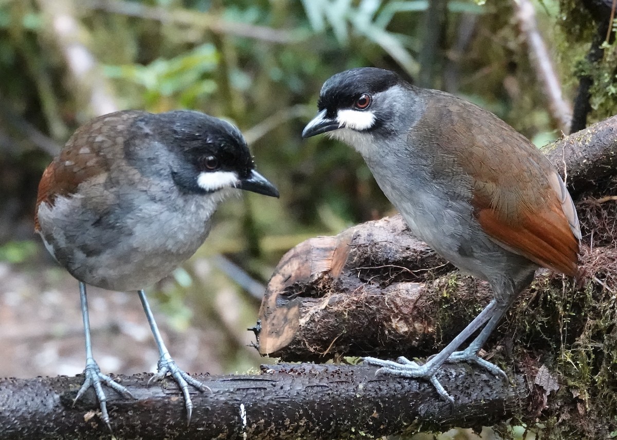 Tororoí Jocotoco - ML647382718