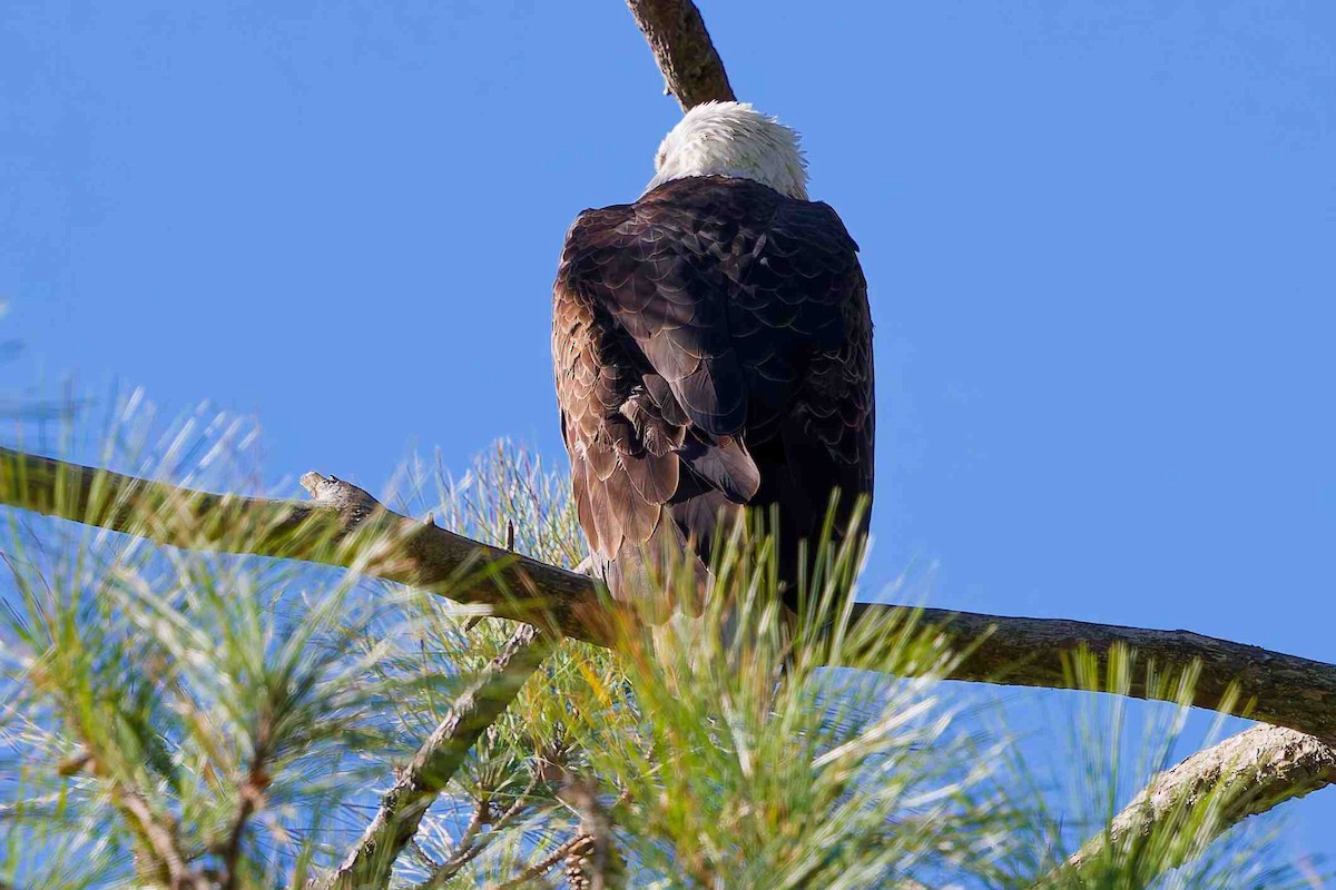 Bald Eagle - ML647382729