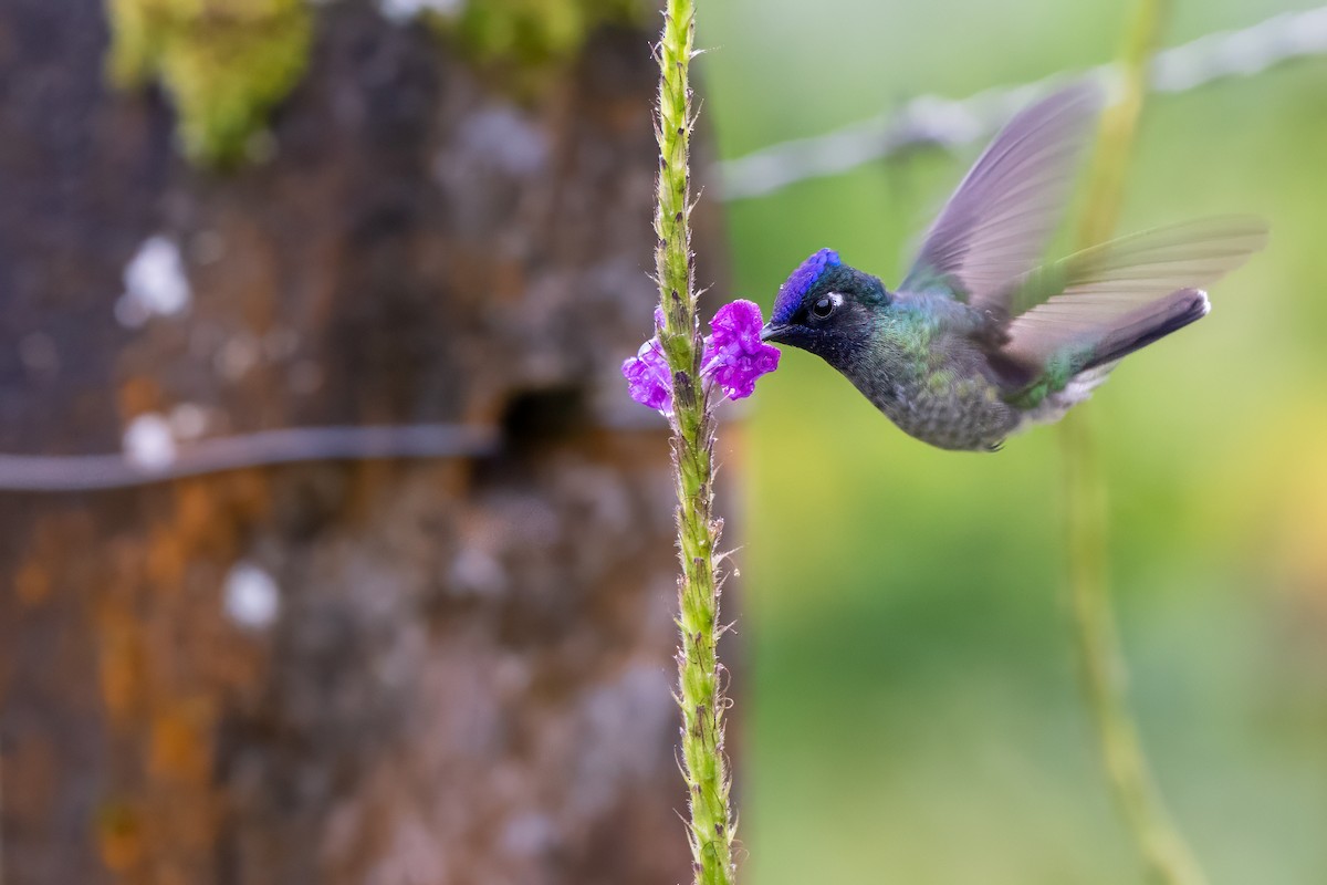 スミレガシラハチドリ - ML647382738