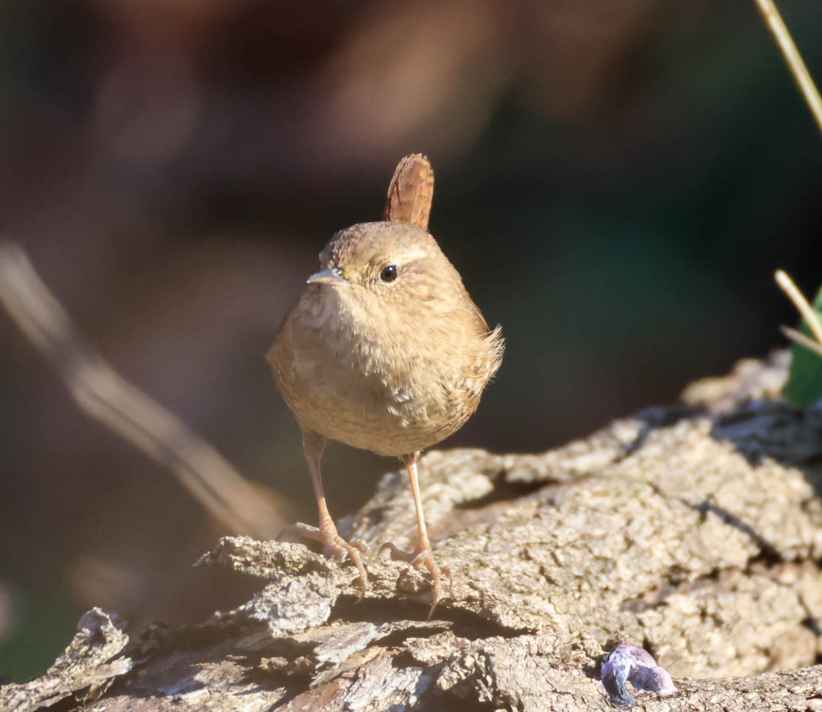 フユミソサザイ - ML647382742