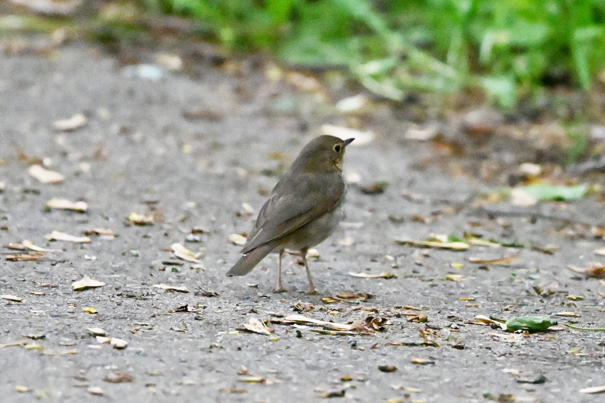 オリーブチャツグミ - ML647382745