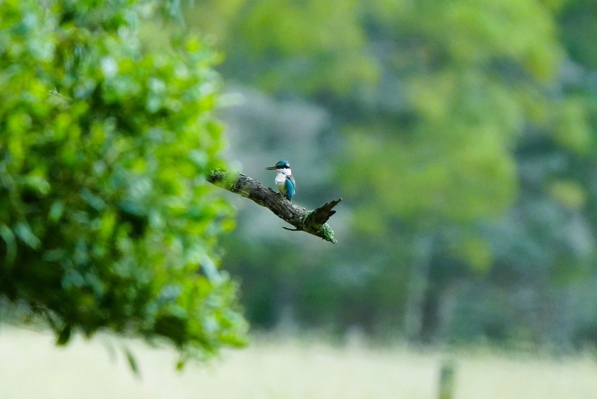 ヒジリショウビン - ML647382746