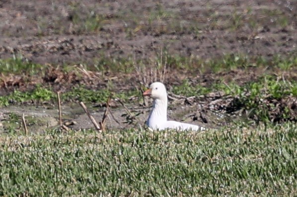 ハクガン／ヒメハクガン - ML647382748