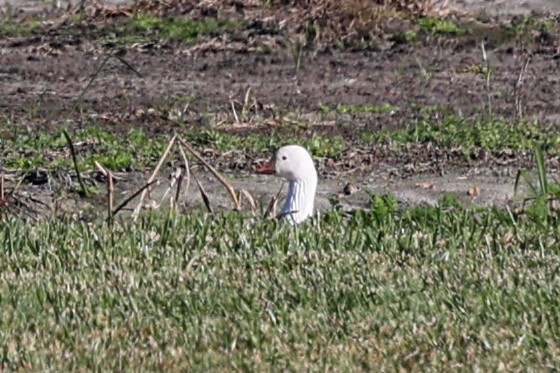 ハクガン／ヒメハクガン - ML647382749