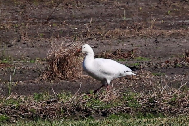 ハクガン／ヒメハクガン - ML647382750