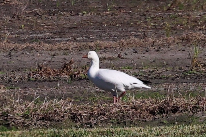 ハクガン／ヒメハクガン - ML647382751