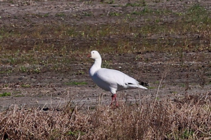 ハクガン／ヒメハクガン - ML647382752