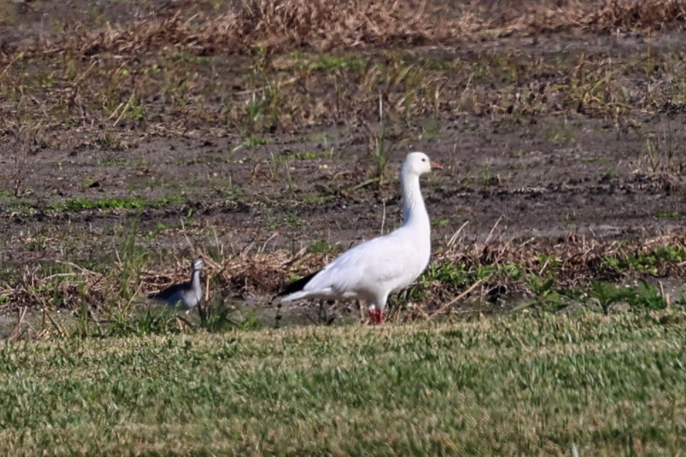 ハクガン／ヒメハクガン - ML647382755