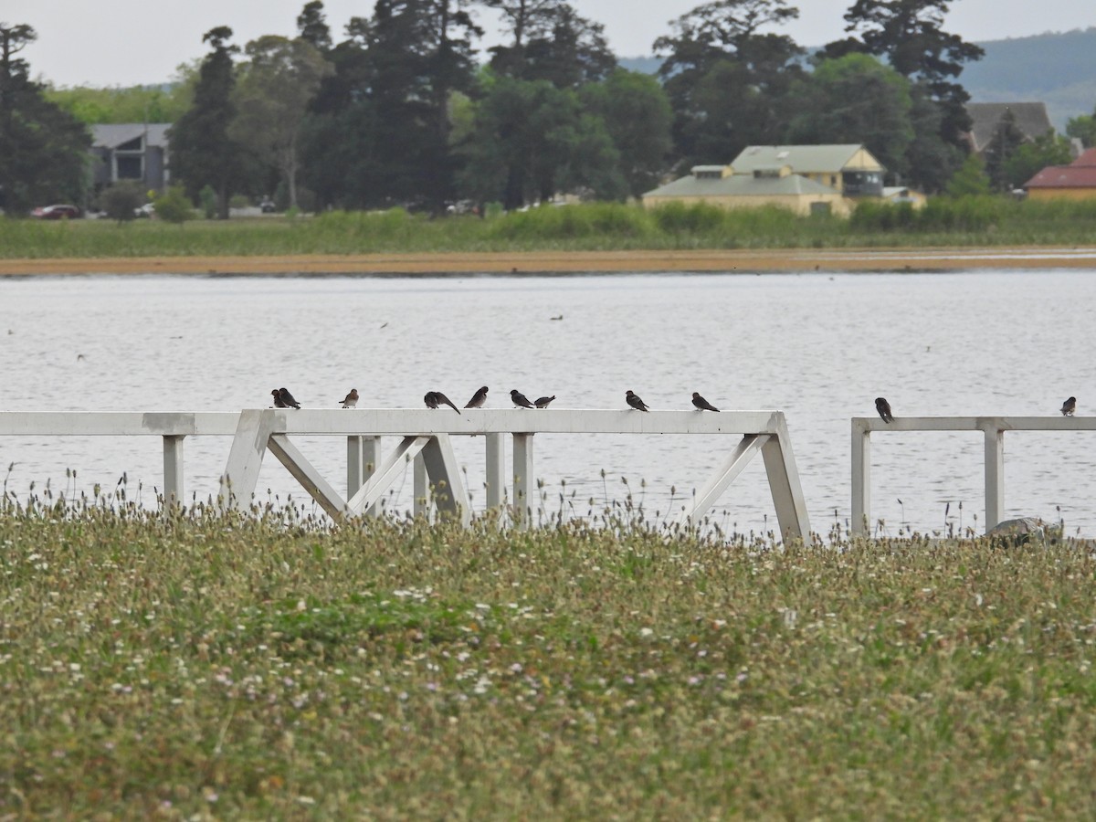 オーストラリアツバメ - ML647382756