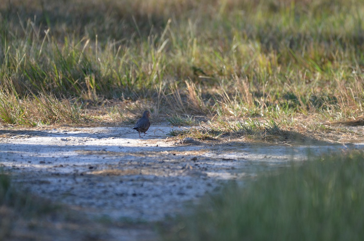 スズメバト - ML647382757