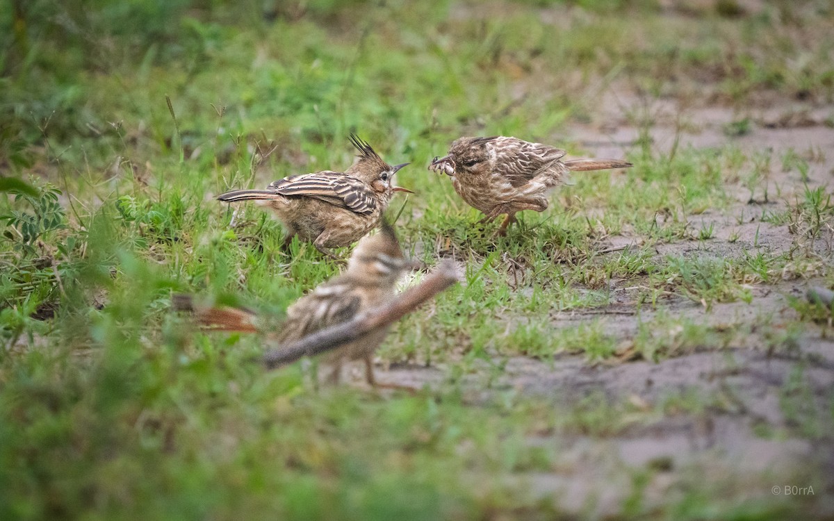ヒバリカマドドリ - ML647382761