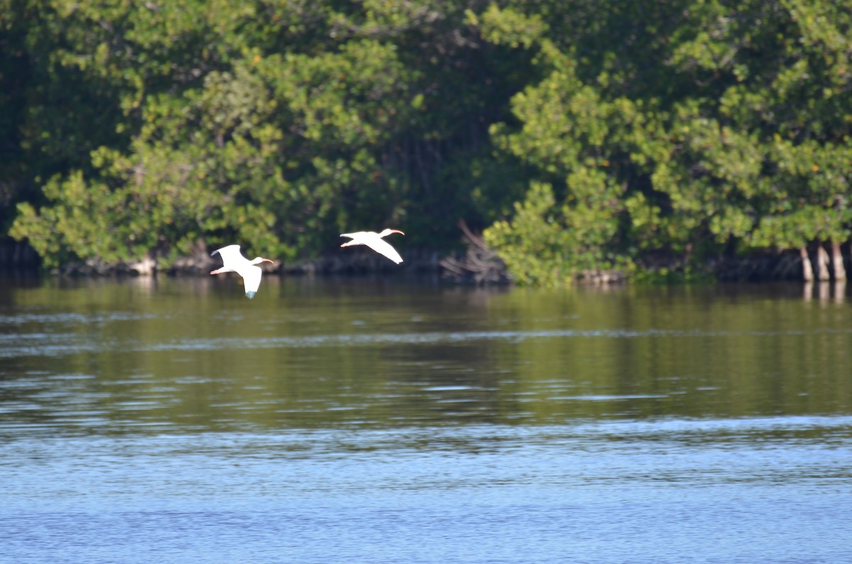 シロトキ - ML647382763