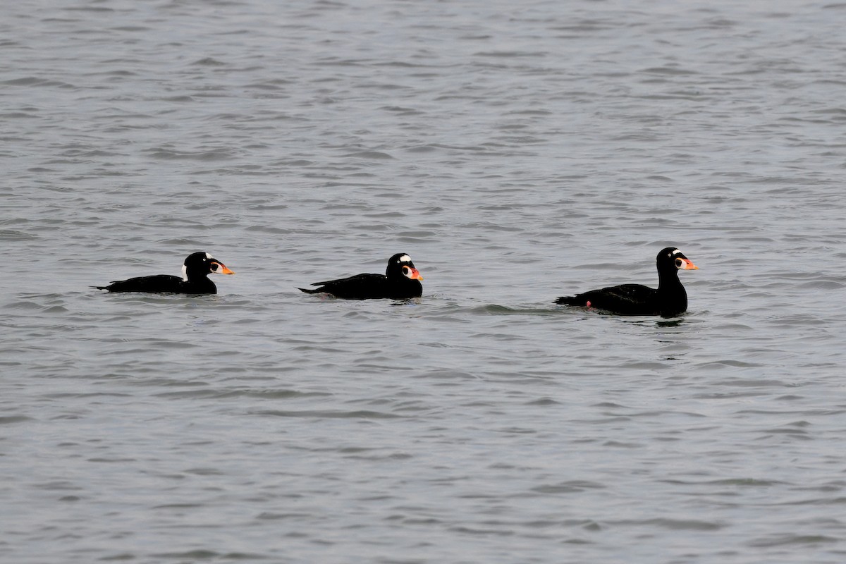 アラナミキンクロ - ML647382764