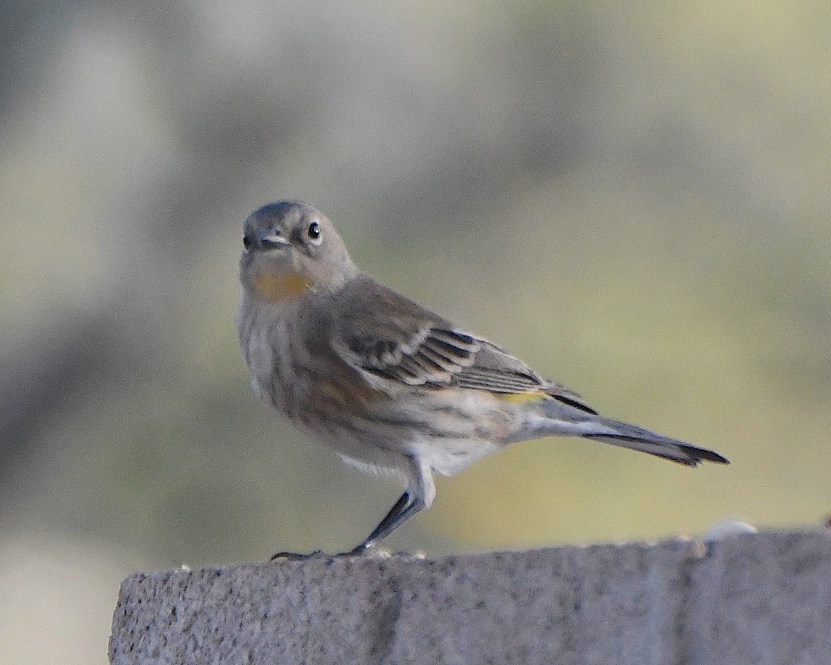 キヅタアメリカムシクイ（auduboni） - ML647382765