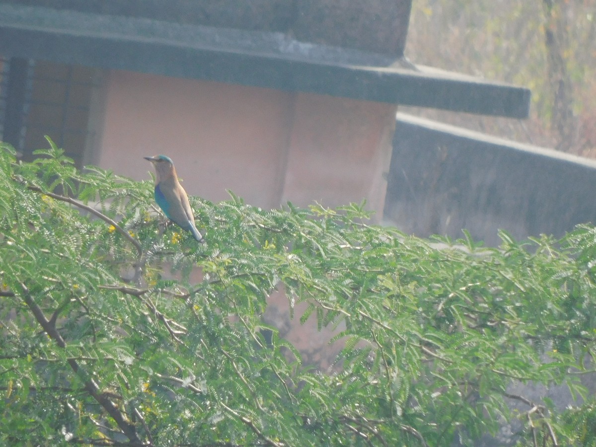 インドブッポウソウ - ML647382766