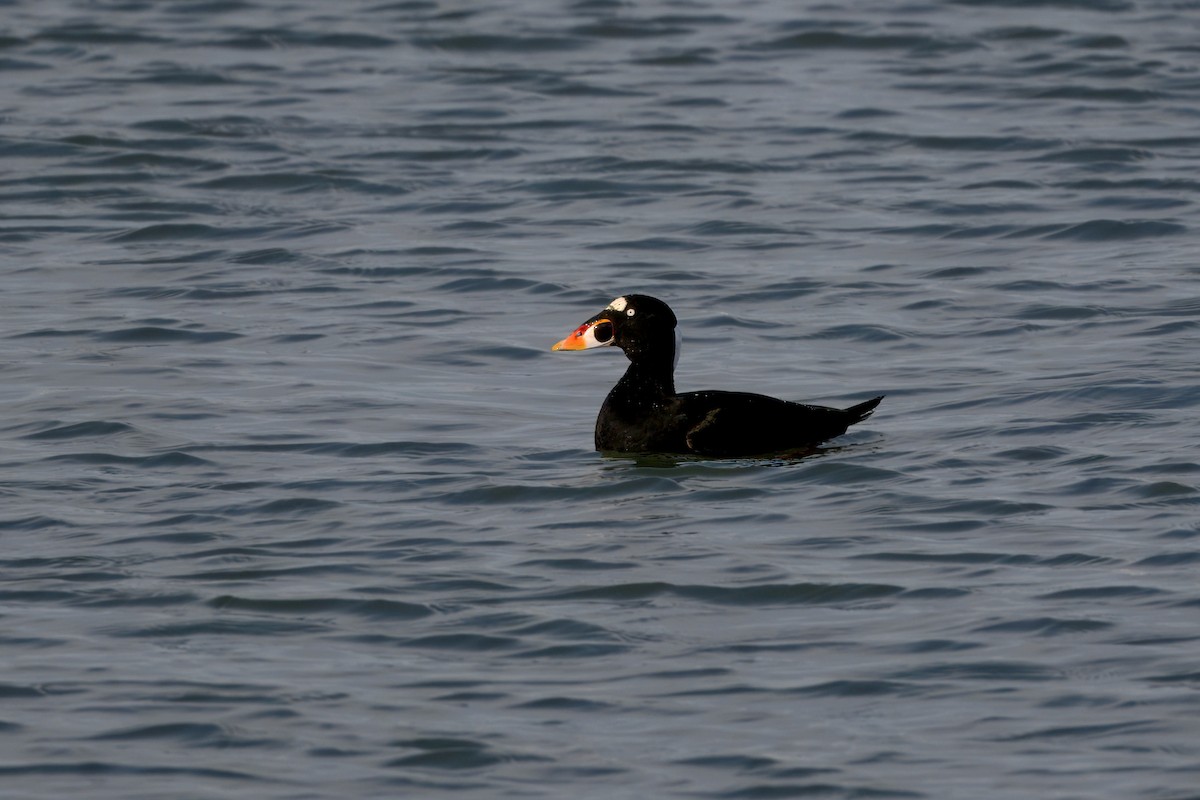 アラナミキンクロ - ML647382767