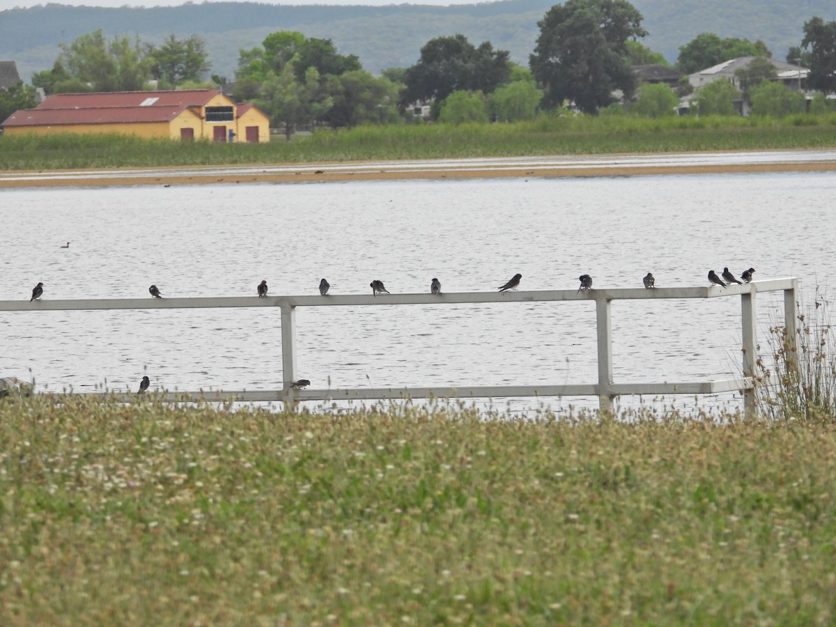 オーストラリアツバメ - ML647382768