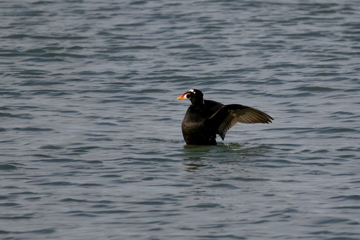 アラナミキンクロ - ML647382769