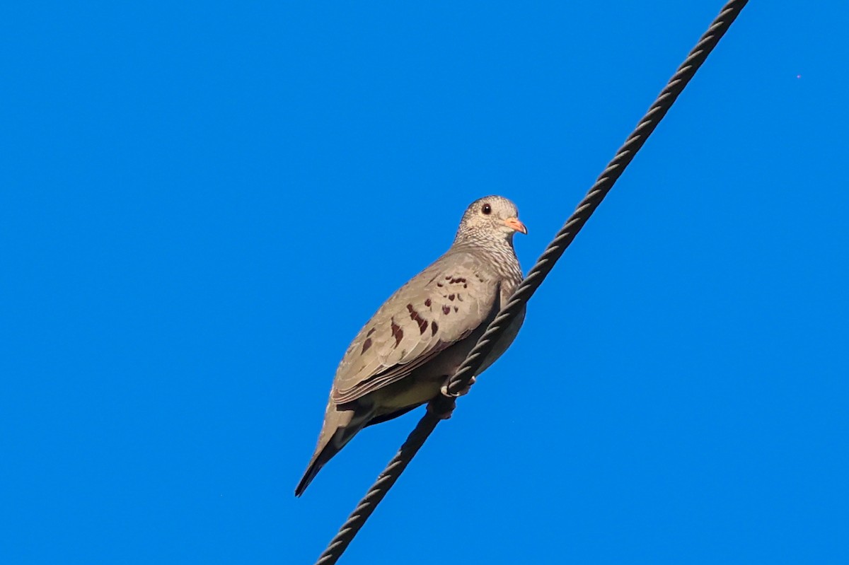 スズメバト - ML647382771