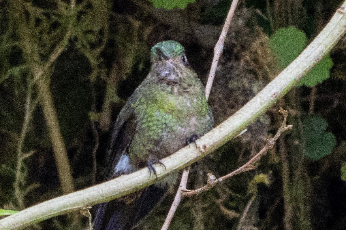 Yeşil Metalkuyruk - ML647382787