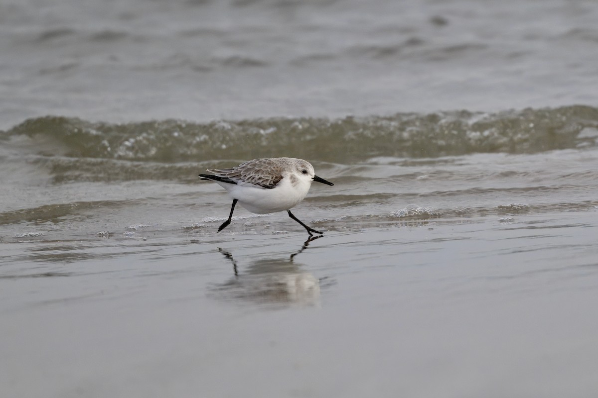 Sanderling - ML647382788