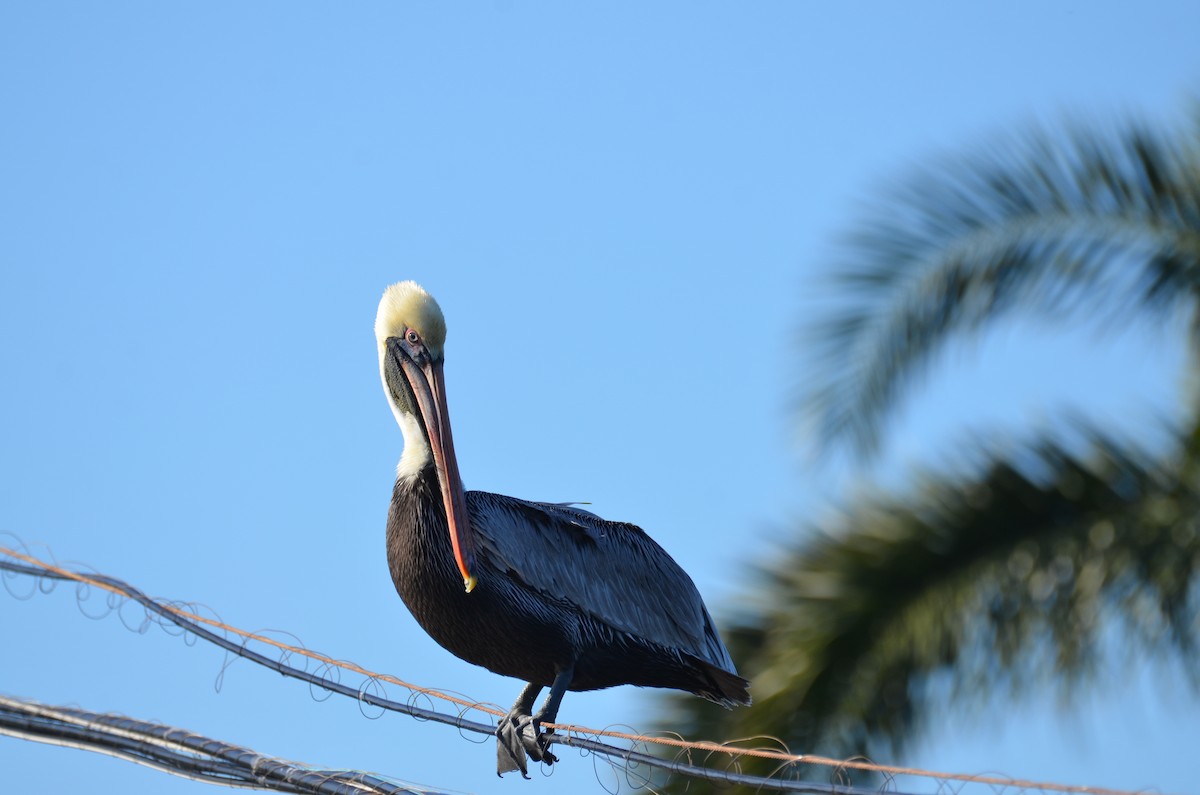 Пелікан бурий - ML647382790