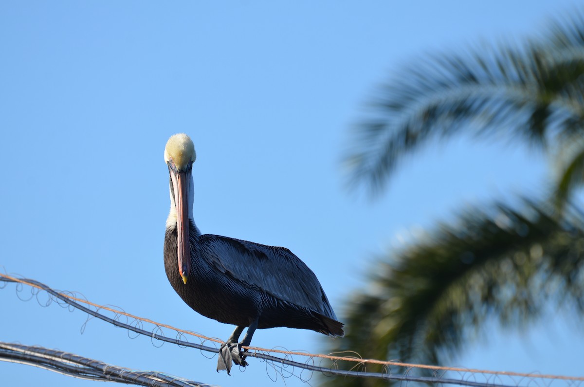 Пелікан бурий - ML647382791