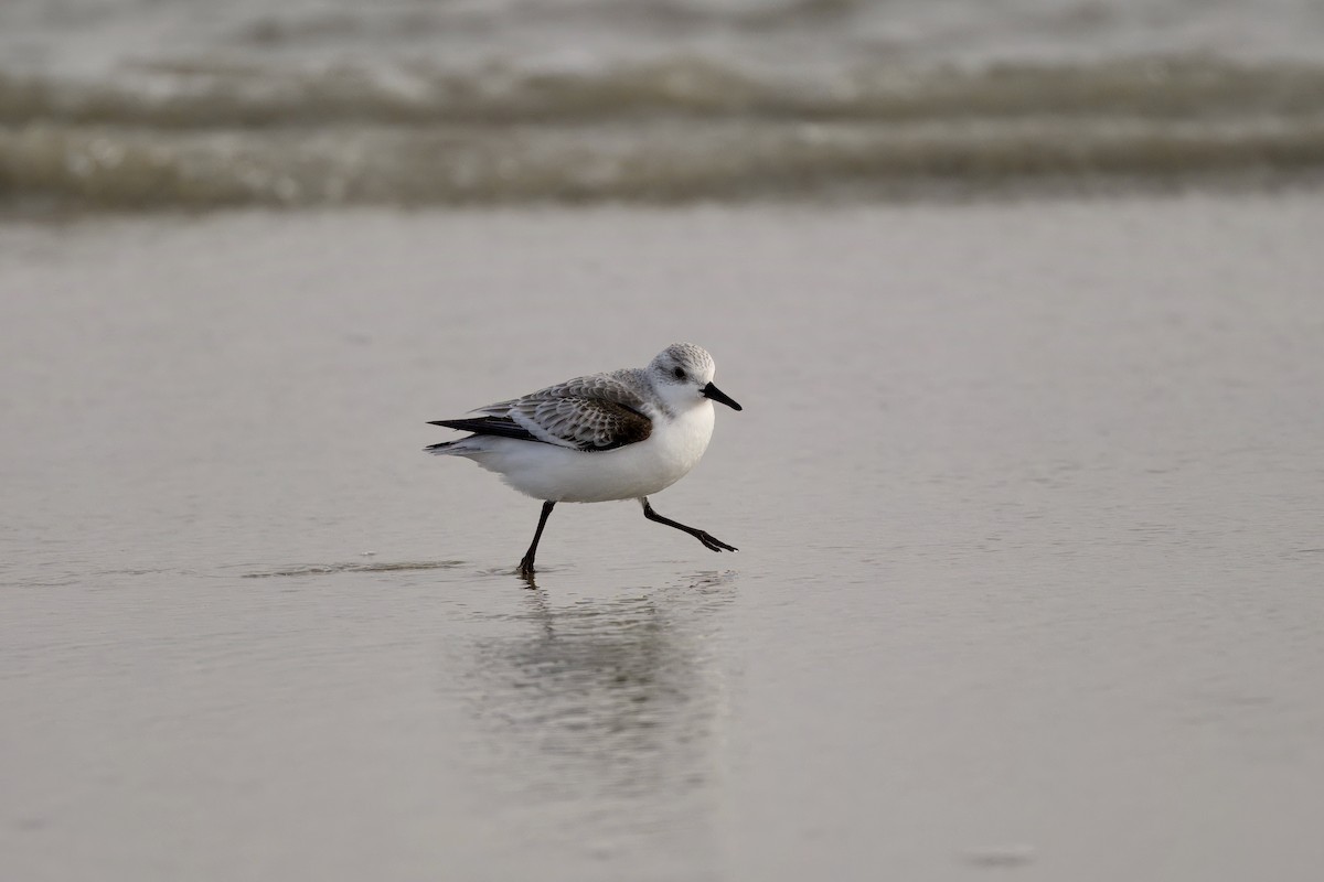 Sanderling - ML647382793