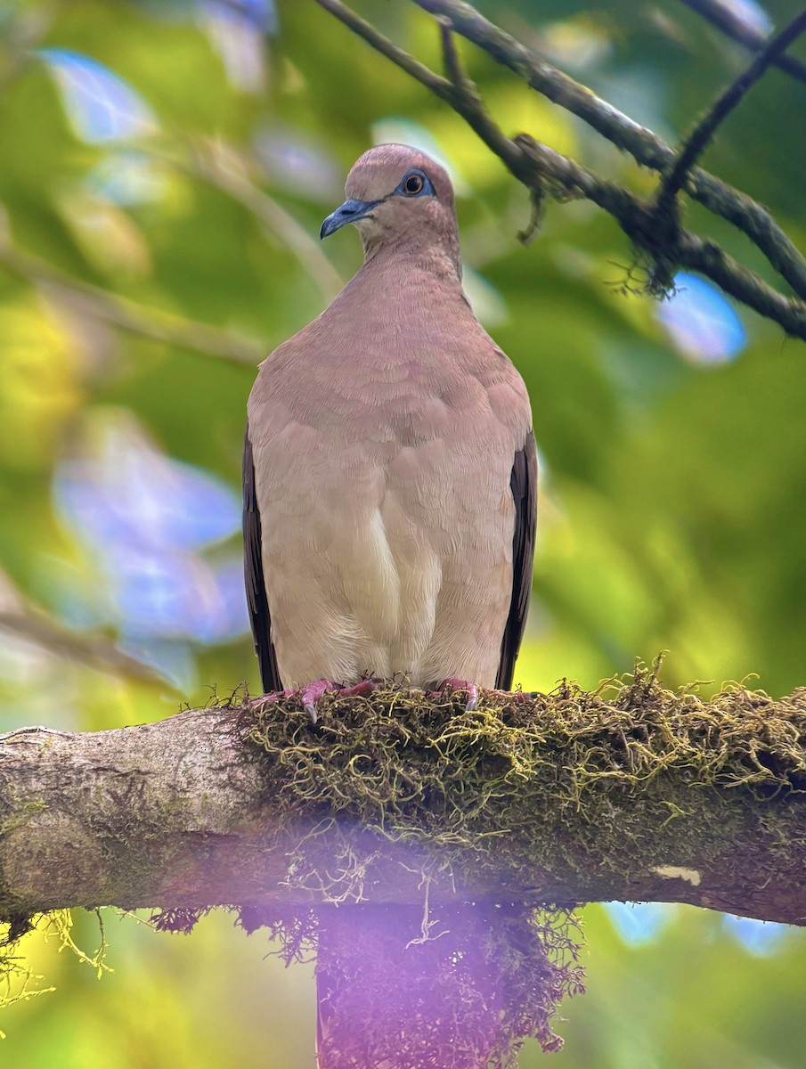 White-tipped Dove (White-tipped) - ML647382794