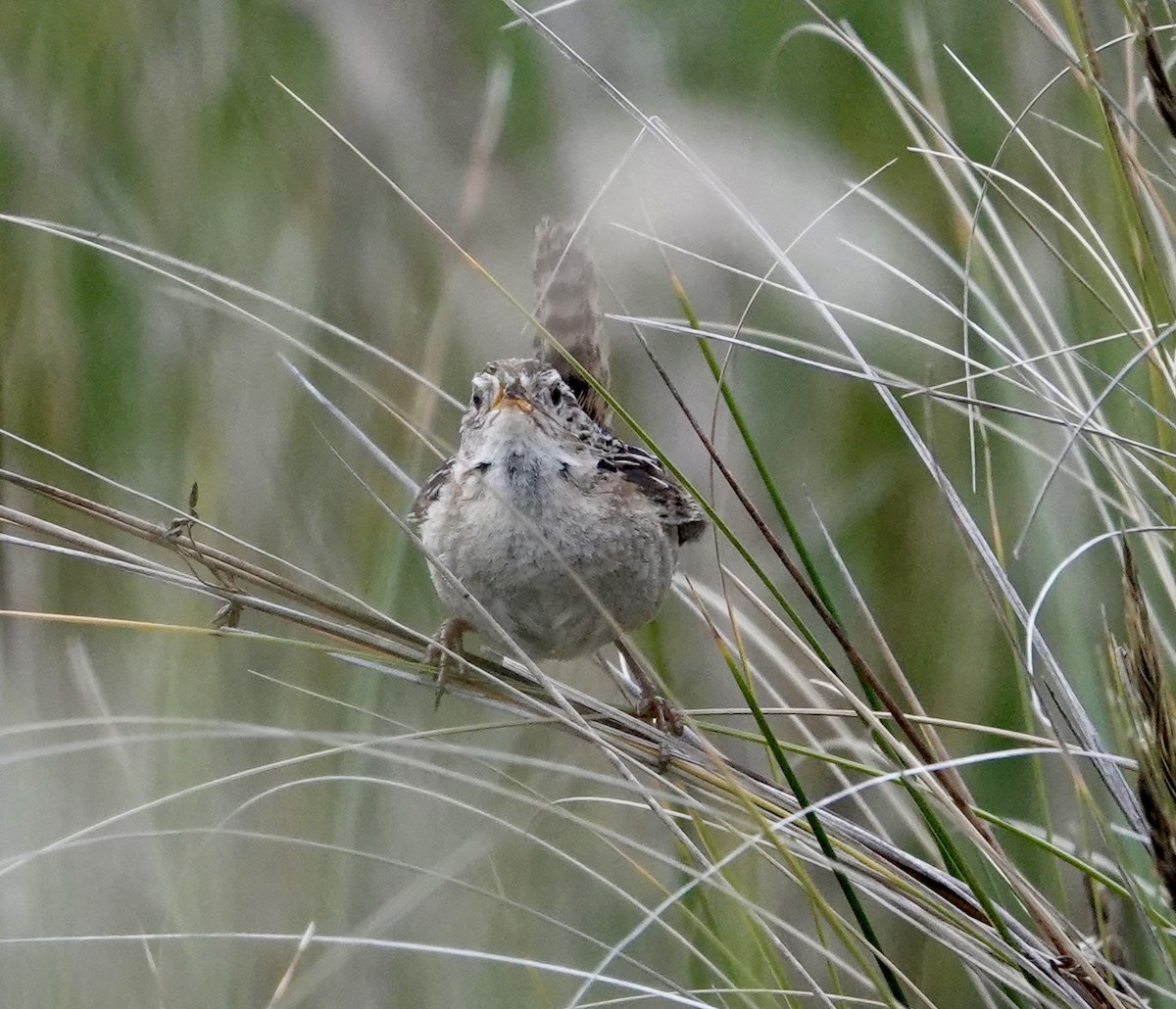 Grass Wren (Austral) - ML647382797