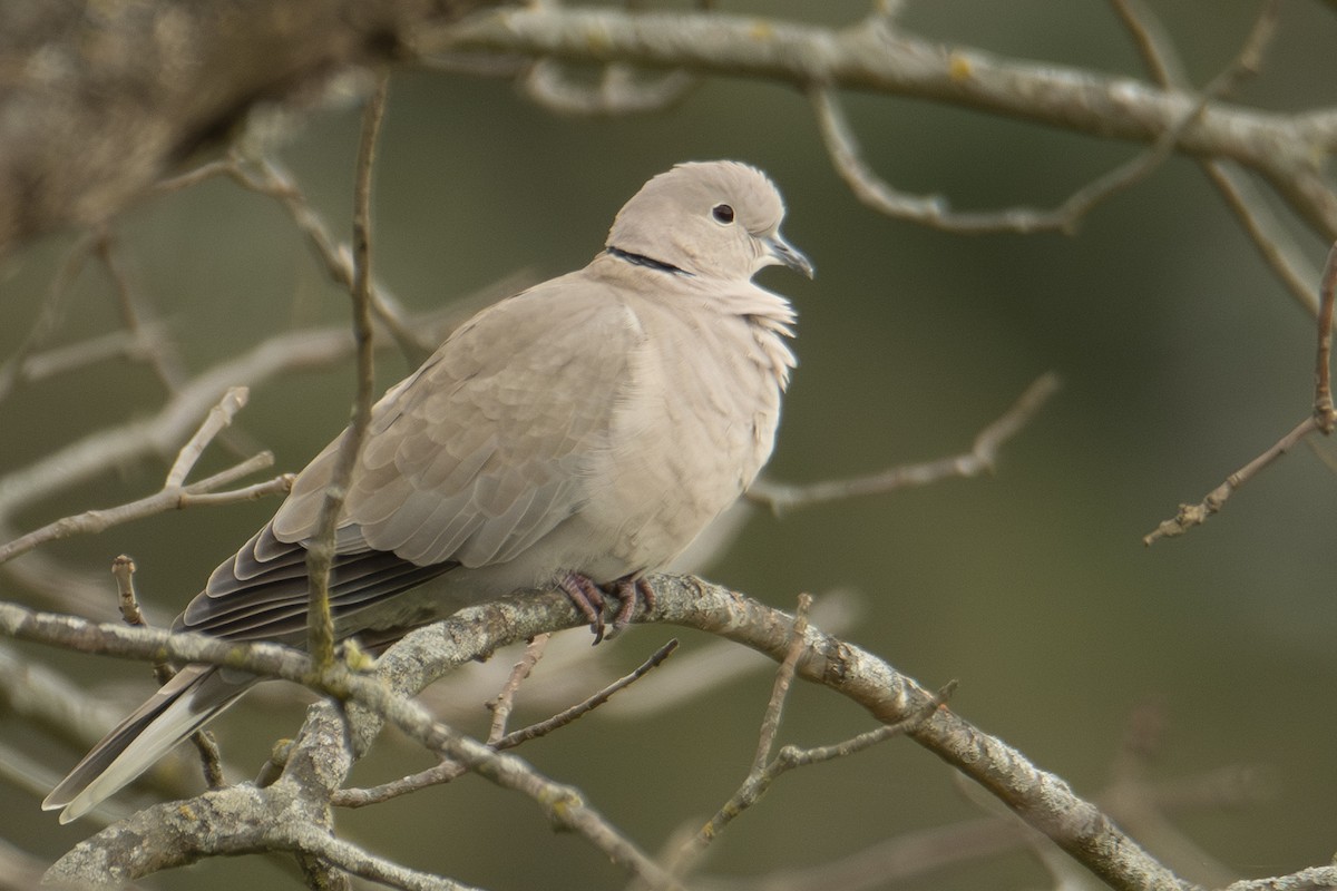 Tórtola Turca - ML647382802