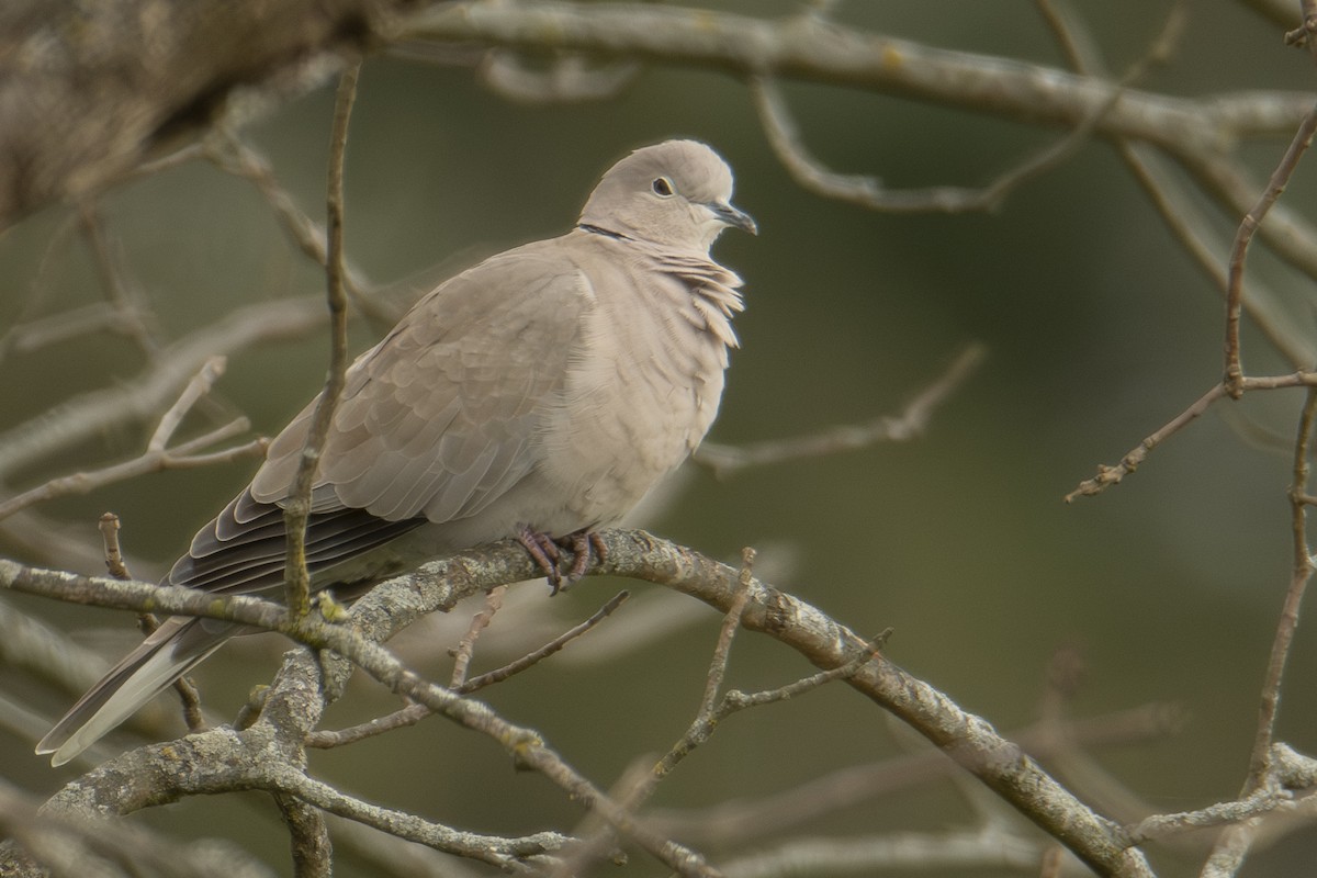 Tórtola Turca - ML647382803