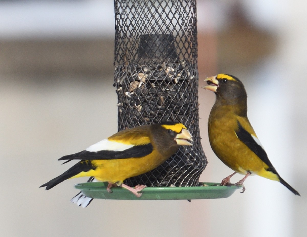 Evening Grosbeak - ML647382804