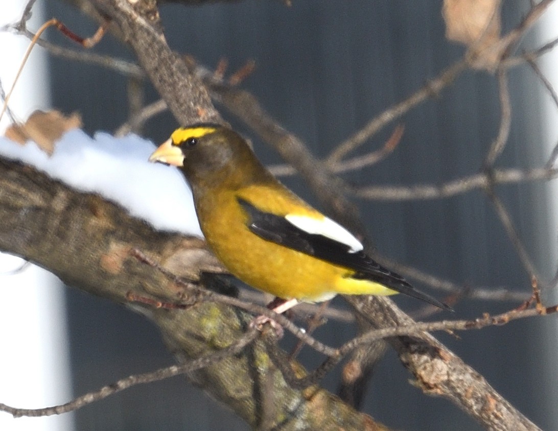 Evening Grosbeak - ML647382805