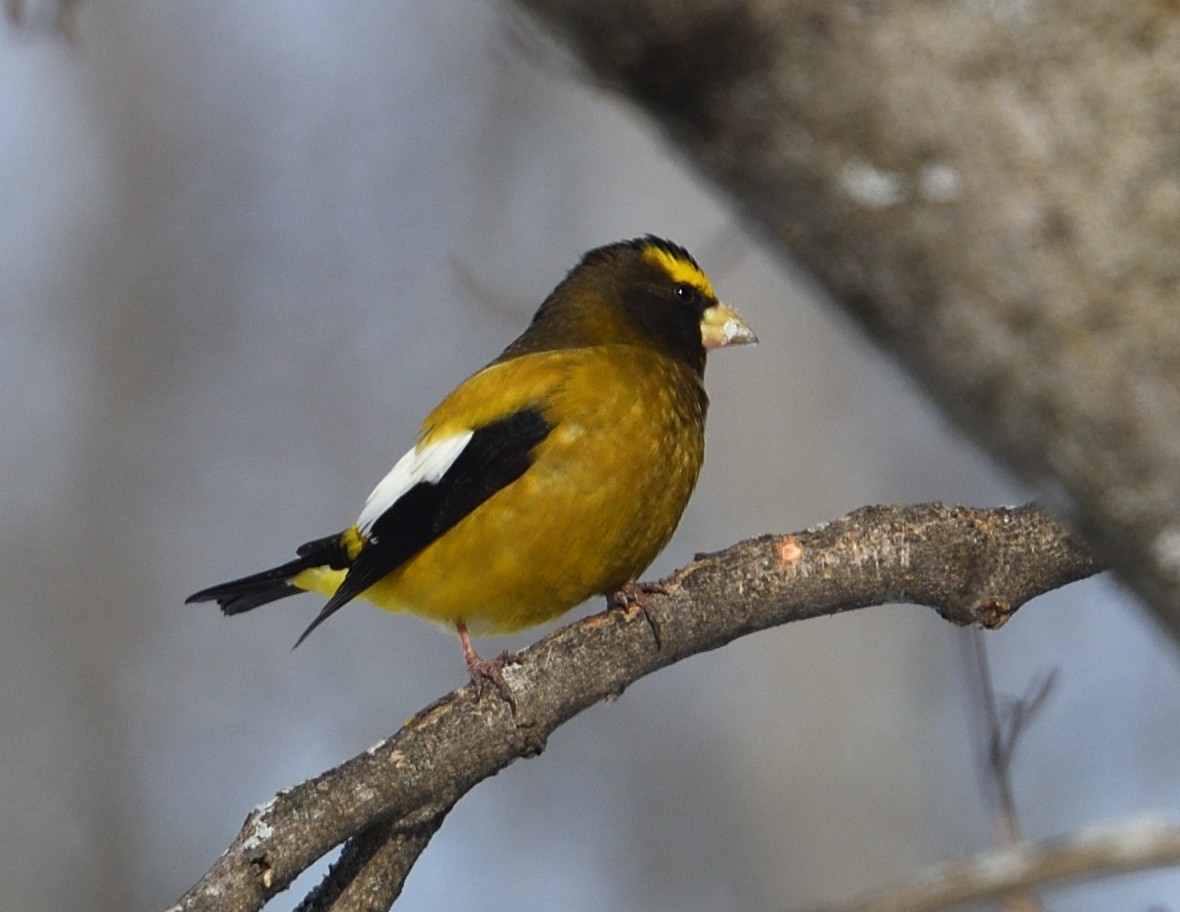 Evening Grosbeak - ML647382806