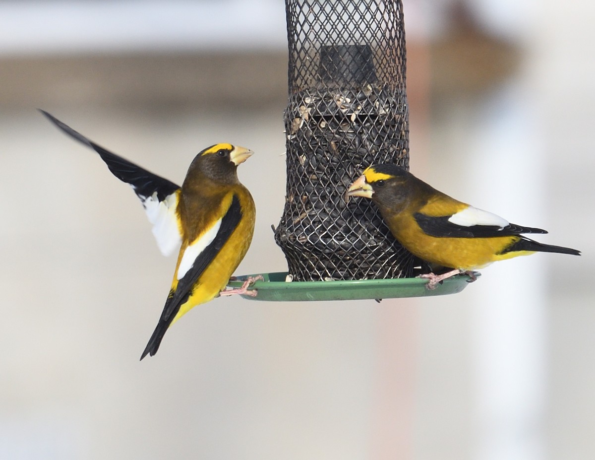 Evening Grosbeak - ML647382808