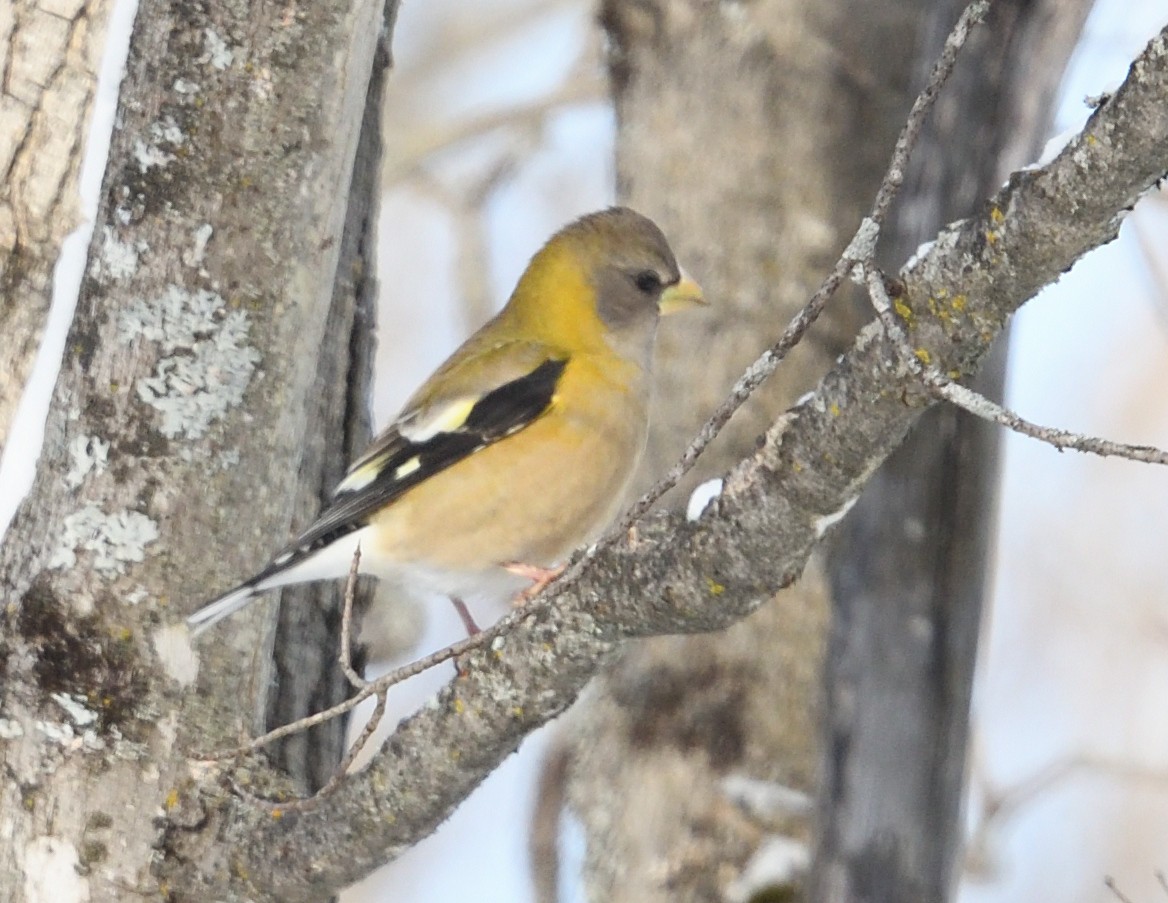 Evening Grosbeak - ML647382809