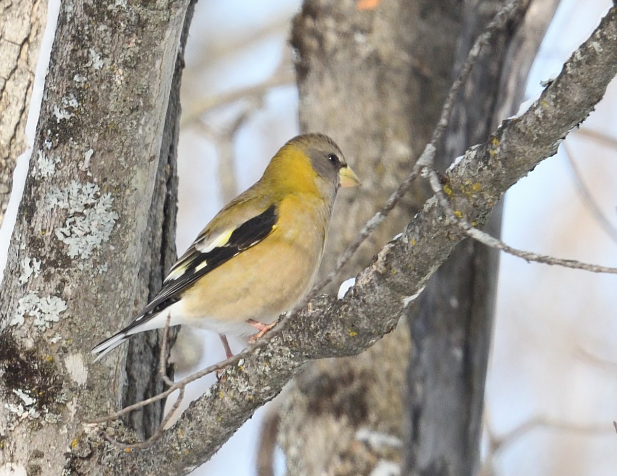 Evening Grosbeak - ML647382810