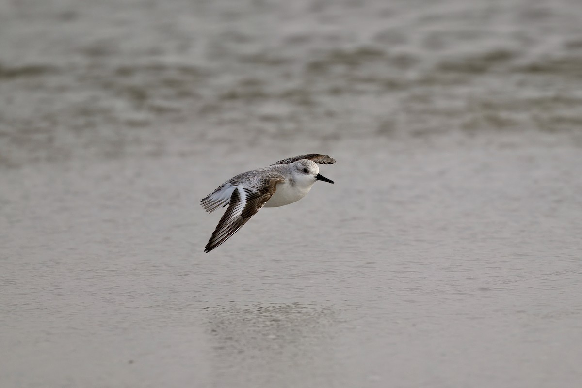 Sanderling - ML647382812