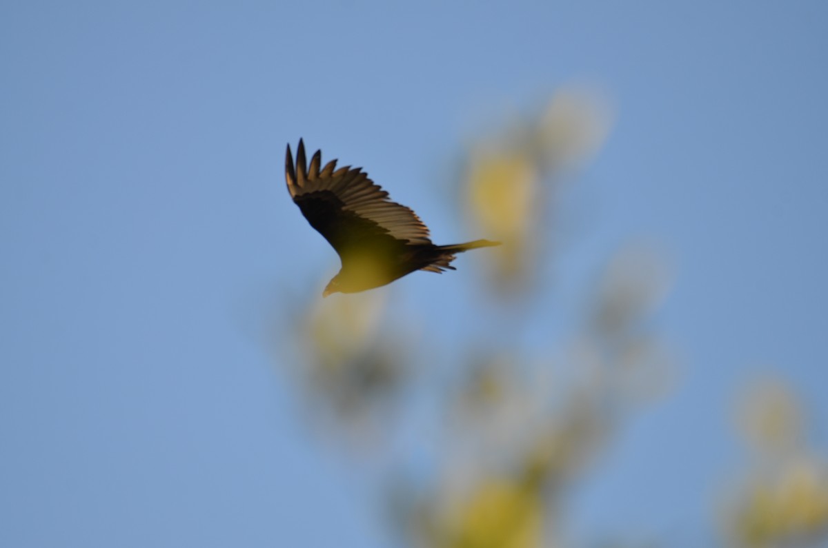 Катарта червоноголова - ML647382819