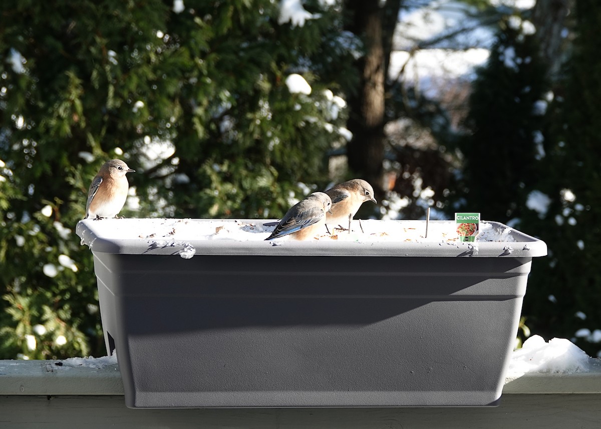 Eastern Bluebird - ML647382821