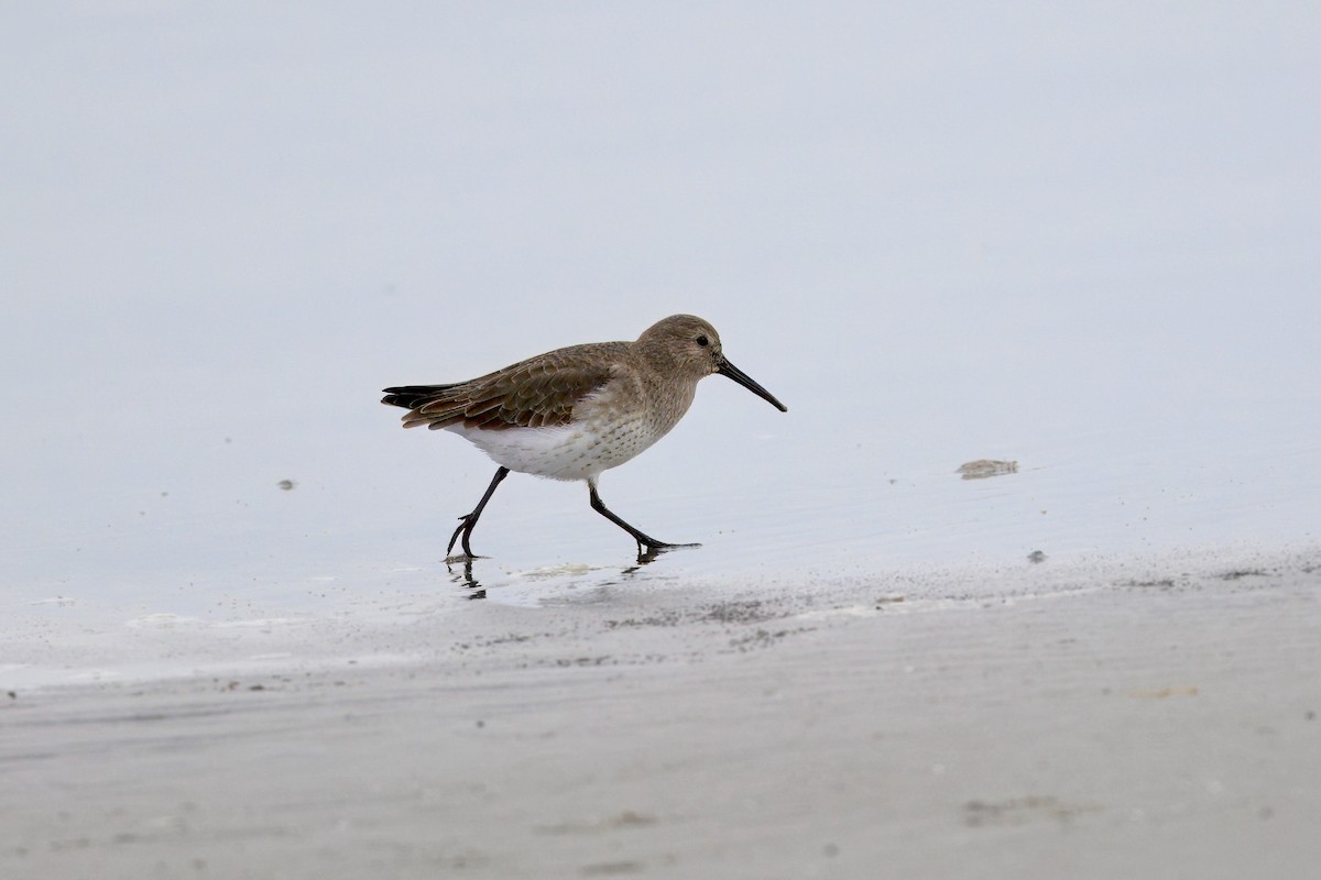 Dunlin - ML647382822