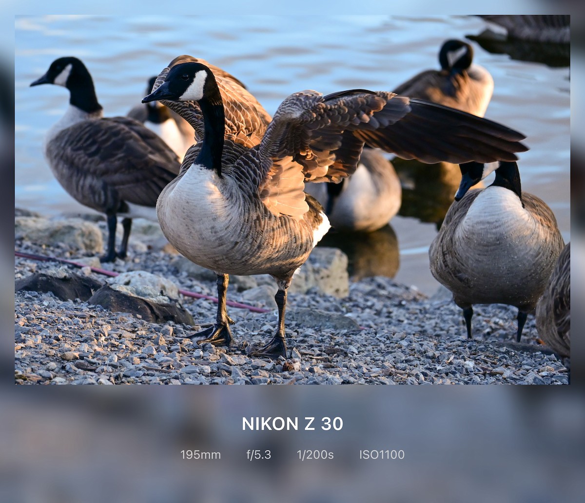 Barnacla Canadiense Grande - ML647382825