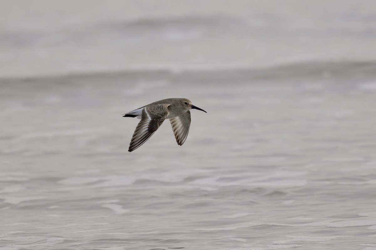 Dunlin - ML647382829