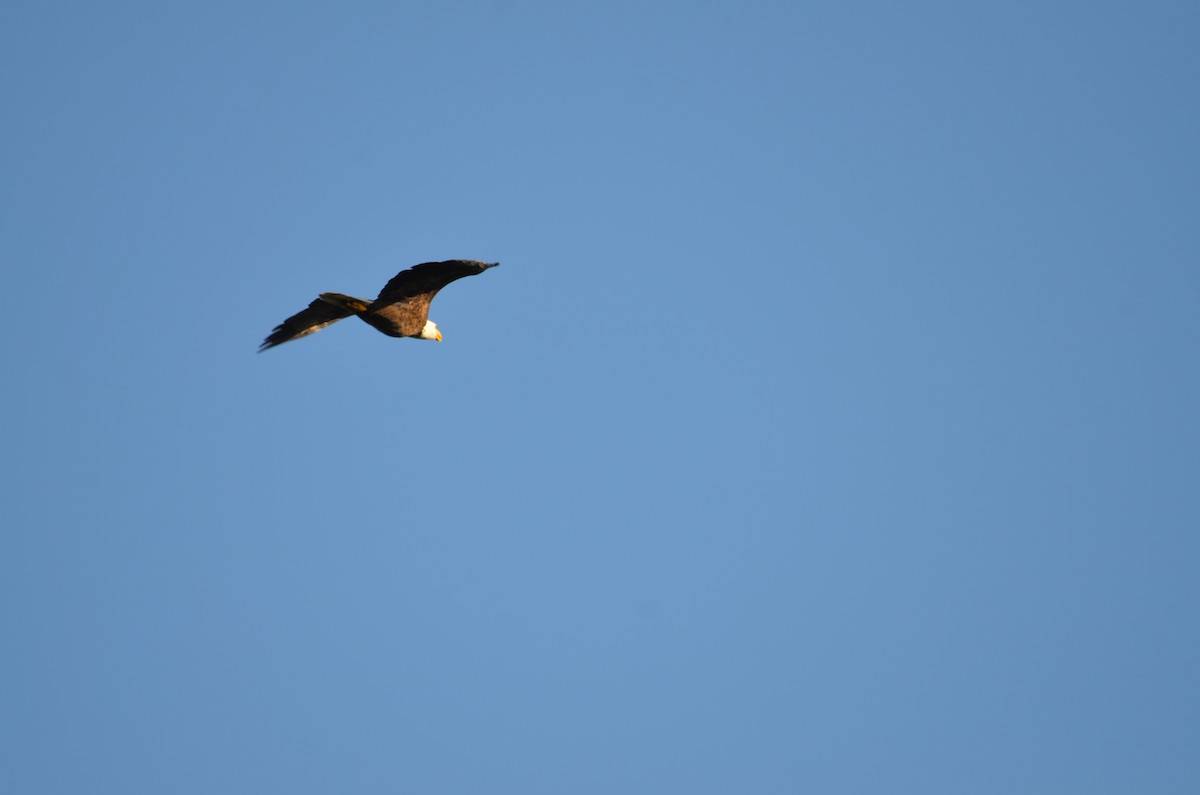 Орлан білоголовий - ML647382832