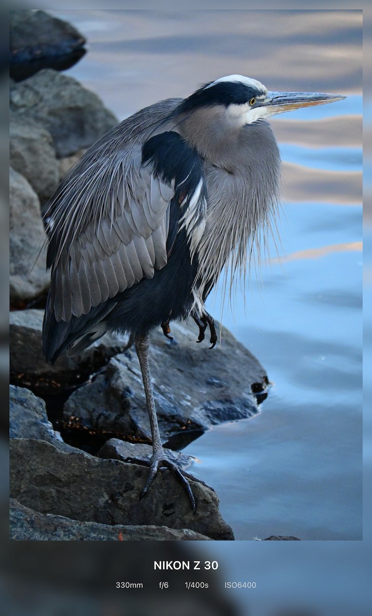 Garza Azulada - ML647382833
