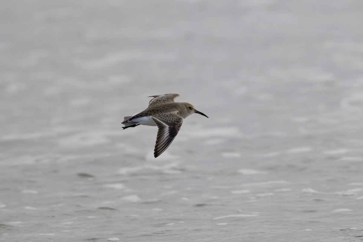 Dunlin - ML647382837