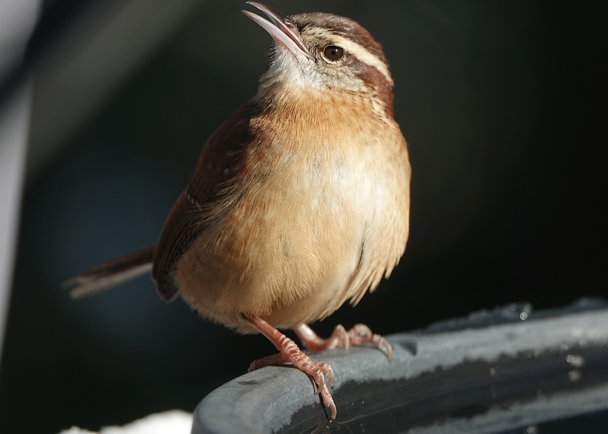 Carolina Wren - ML647382839