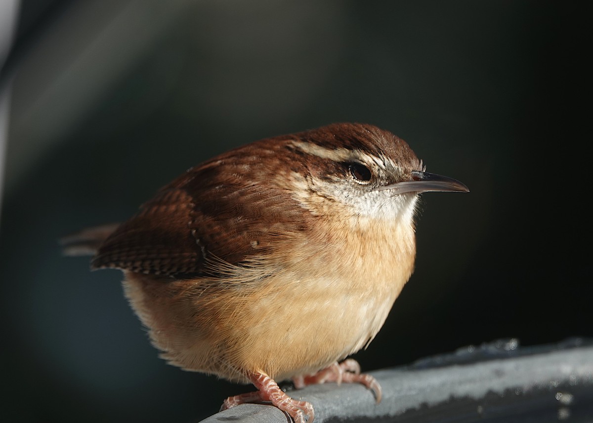 Carolina Wren - ML647382840